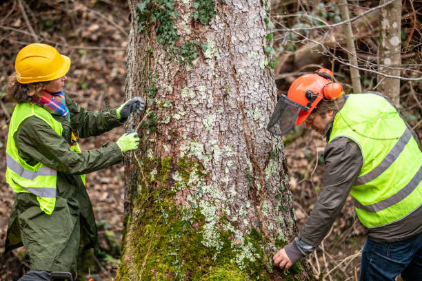 Best Utility Line Clearance  in Emporium, PA