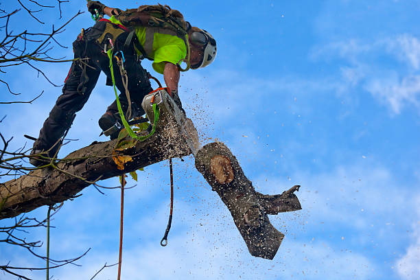 Best Tree Mulching  in Emporium, PA